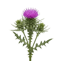 東軒園天然選品 台灣玉山薊