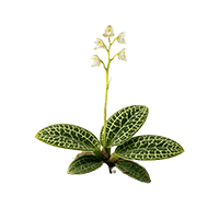 東軒園天然選品 金線蓮